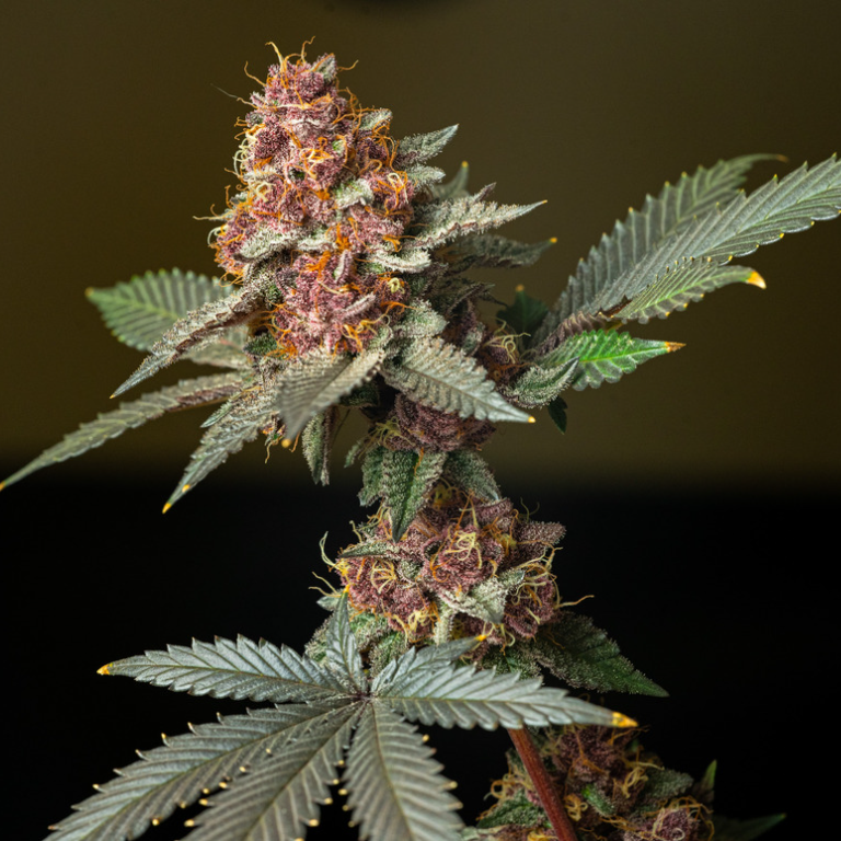 Cannabis Humidors: Keep Your Stash Fresh Cannabis Humidors: Keep Your Stash Fresh