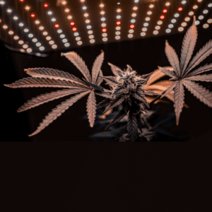 Trump’s Cannabis Reform Support Called a Campaign Trick