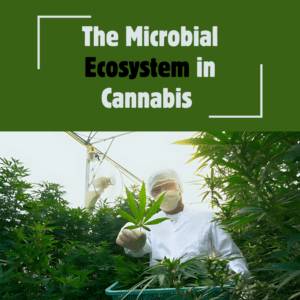 Microbials in Cannabis: Enhancing Growth and Quality