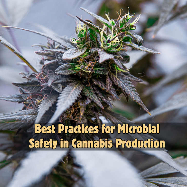 Microbial Safety in Cannabis: Essential Practices & Standards Microbial Safety in Cannabis: Essential Practices & Standards