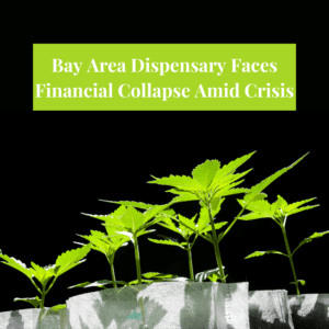 Renowned Bay Area Dispensary Faces Financial Uncertainty