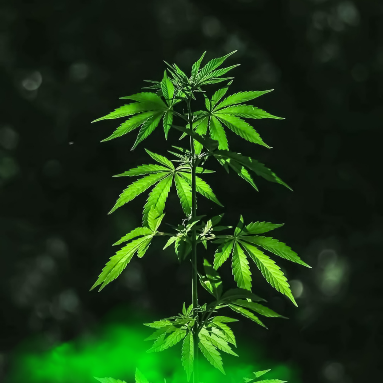 Why Genetic Testing Is Vital: 7 Benefits for Your Cannabis Plants