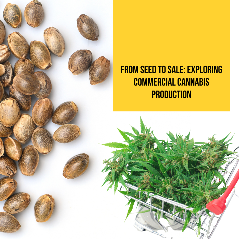 From Seed to Sale: Exploring Commercial Cannabis Production From Seed to Sale: Exploring Commercial Cannabis Production