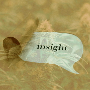 The Role of Thinking Groups in Cannabis Safety and Risk