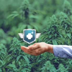 How Insurance Shields Cannabis Businesses from Risks