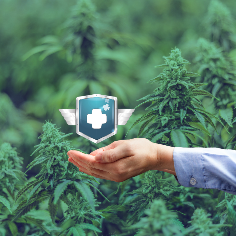 How Insurance Shields Cannabis Businesses from Risks How Insurance Shields Cannabis Businesses from Risks