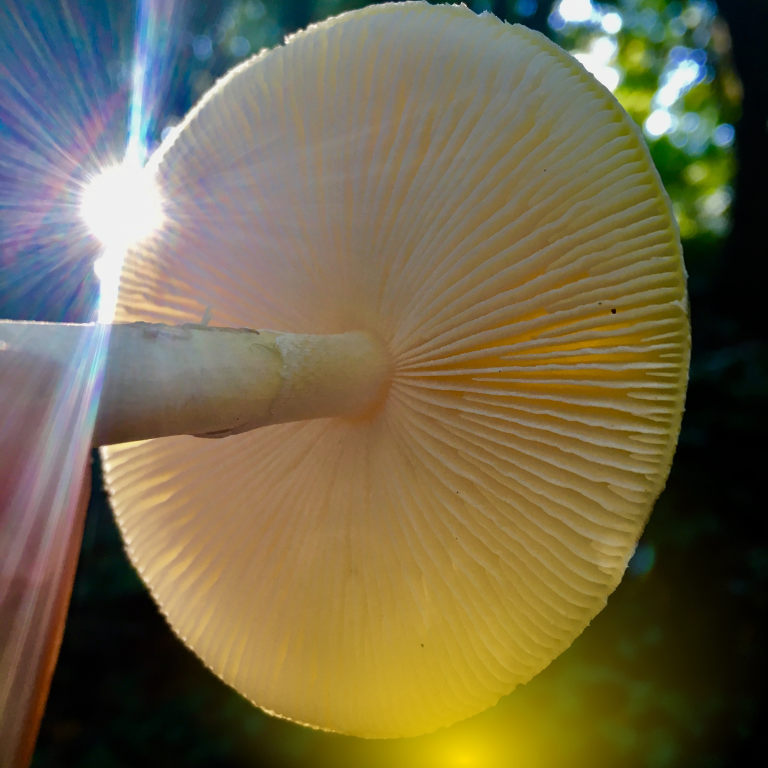 Magic Mushroom Strains: Do They Really Differ? Magic Mushroom Strains: Do They Really Differ?