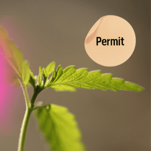 Florida May Add Cannabis Permits If Adult-Use Passes in 2024