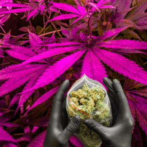 Tired of Budtenders? Meet the Weed Bot That Knows You Best