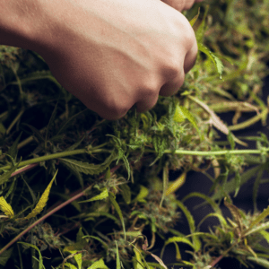 Maximizing Yield: Advanced Techniques in Cannabis Processing