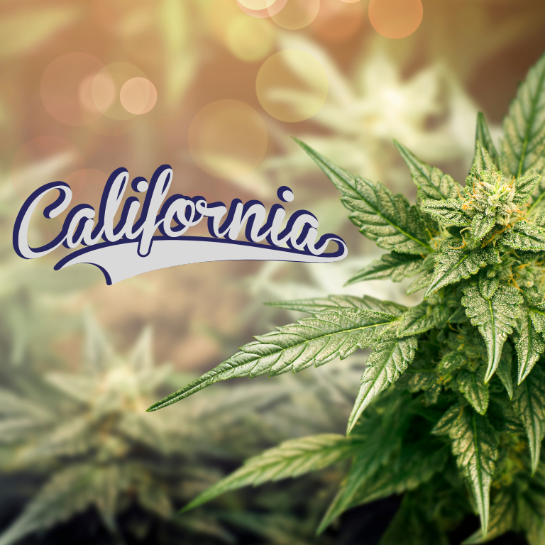 California's Weed Industry Faces a 7-Year-Old 'Monstrous Problem' California's Weed Industry Faces a 7-Year-Old 'Monstrous Problem'