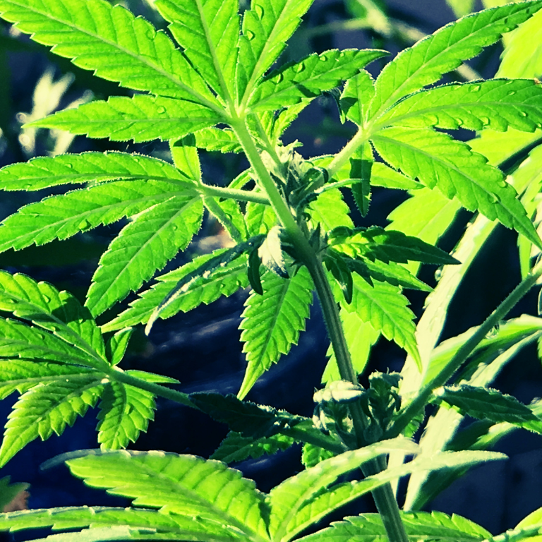 Ohio May Ban Delta-8 THC: Backed by Cannabis, Health Sectors Ohio May Ban Delta-8 THC: Backed by Cannabis, Health Sectors