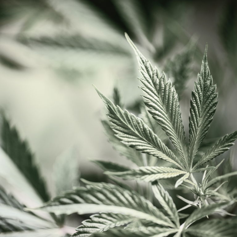 Cannabis Helped Greta Gaines and Ricky Williams Find New Purpose Cannabis Helped Greta Gaines and Ricky Williams Find New Purpose
