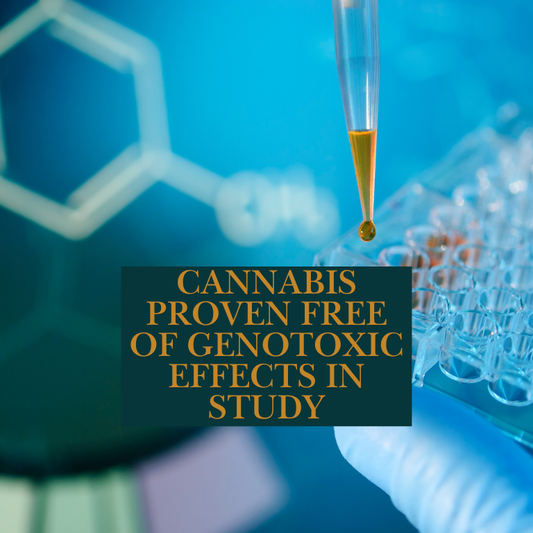 Cannabis Proven Free of Genotoxic Effects in Study Cannabis Proven Free of Genotoxic Effects in Study