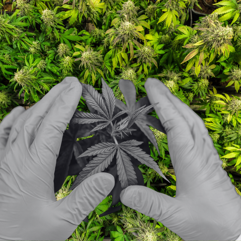 Green Rebates Joins Forces with Seinergy to Aid Cannabis Growers