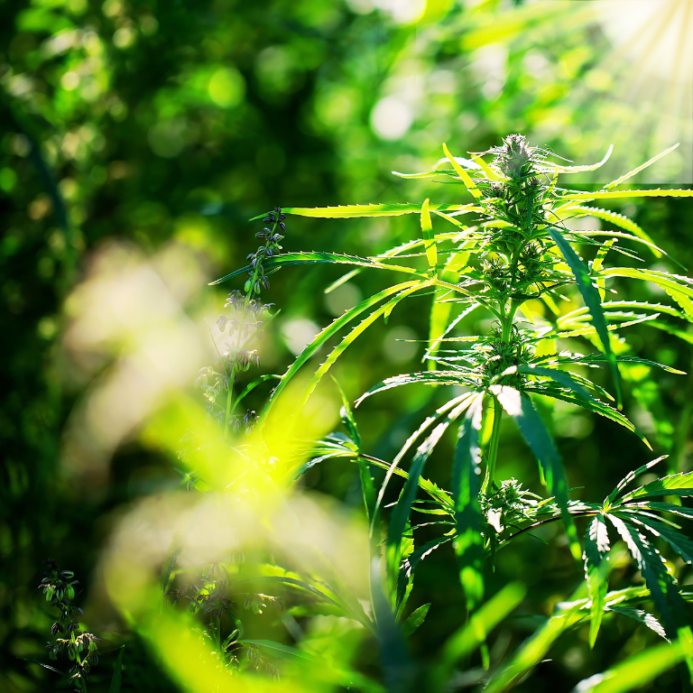 Key Cannabis Legislation Stalls in Marathon Statehouse Session