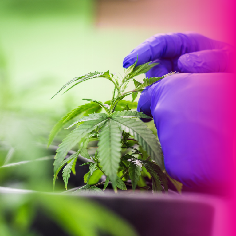 GOP Committee Approves Bill Banning Most Hemp Products