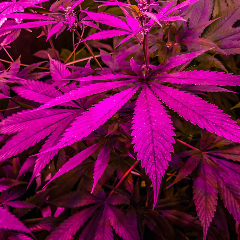 $1M in Illegal Cannabis Products Seized in NYC Raids