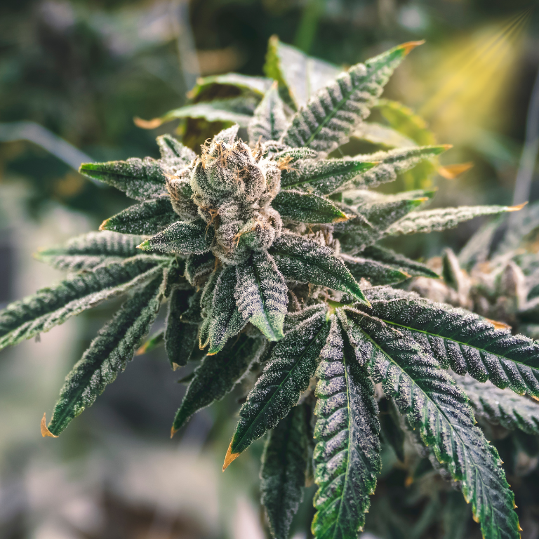 DEA Opens Forum for Public Feedback on Cannabis Legalization