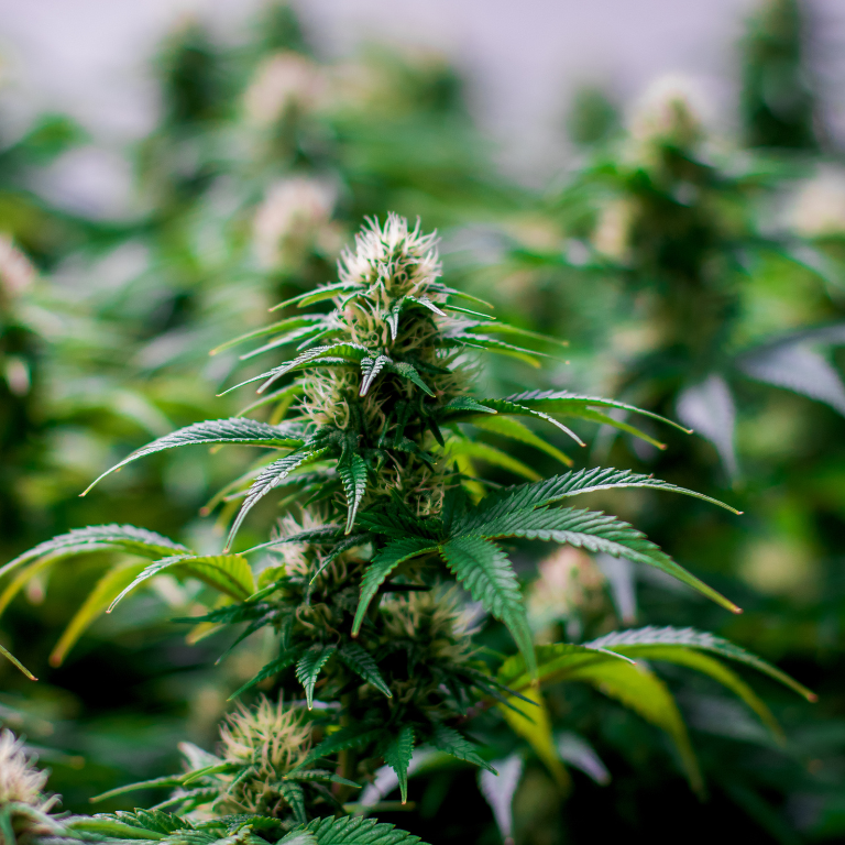 The Challenges Facing New York's Cannabis Industry