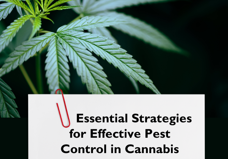 cannabis cultivation