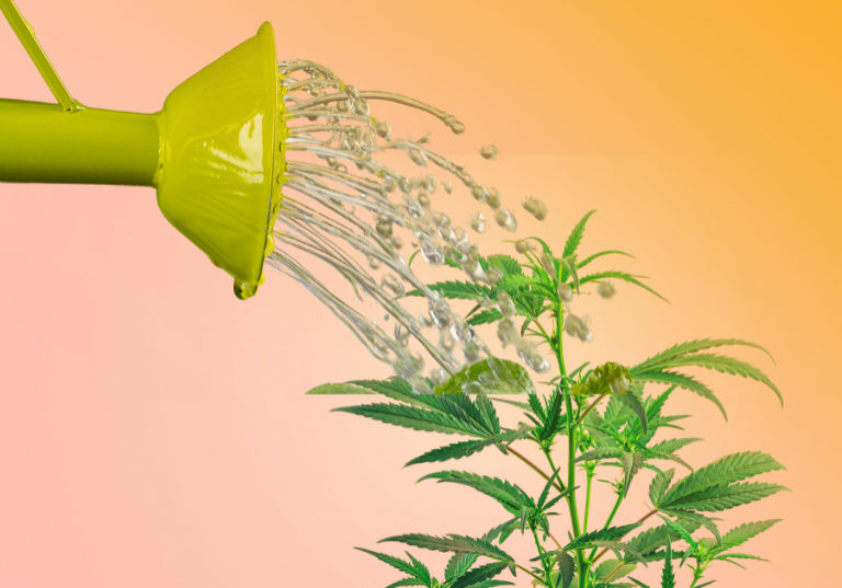 Effective Water Conservation Methods for Cannabis Cultivation