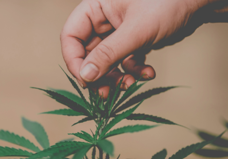 Respiratory and Allergy Symptoms in Indoor Cannabis Employees