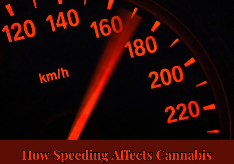 How Speeding Affects Cannabis Industry Drivers and Deliveries