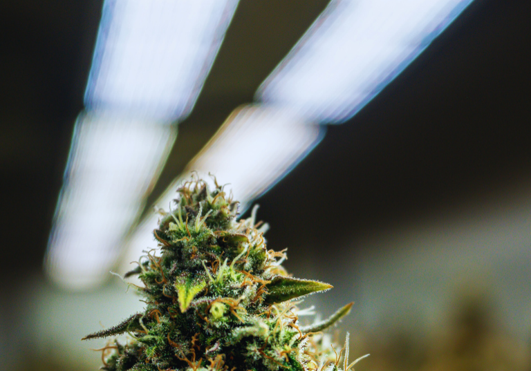 Indoor Cultivation: Is It Destroying Cannabis’ Natural Potential?