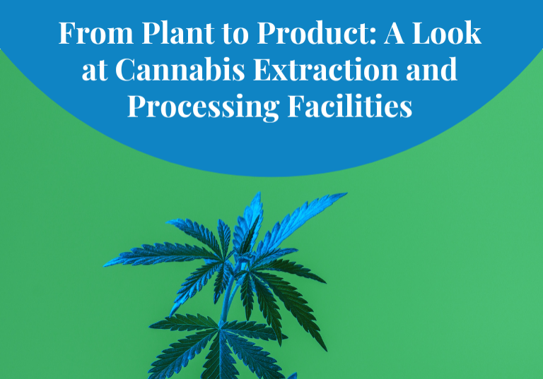 Cannabis Processing: Innovations in Extraction Facilities