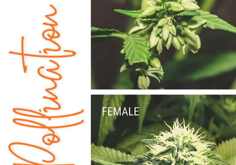 Open-Pollination Breeding for Multiple-Male Cannabis