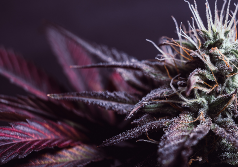 From Landrace to Lab: Cannabis Insights for Budtenders