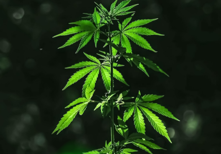 Why Genetic Testing Is Vital: 7 Benefits for Your Cannabis Plants