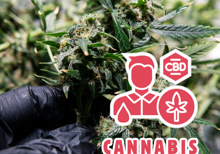 Strategies for Managing Risks Among Synthetic Cannabis Users