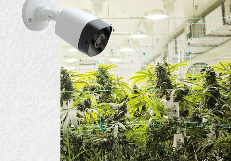 Surveillance and Social Control in U.S. Cannabis Industry