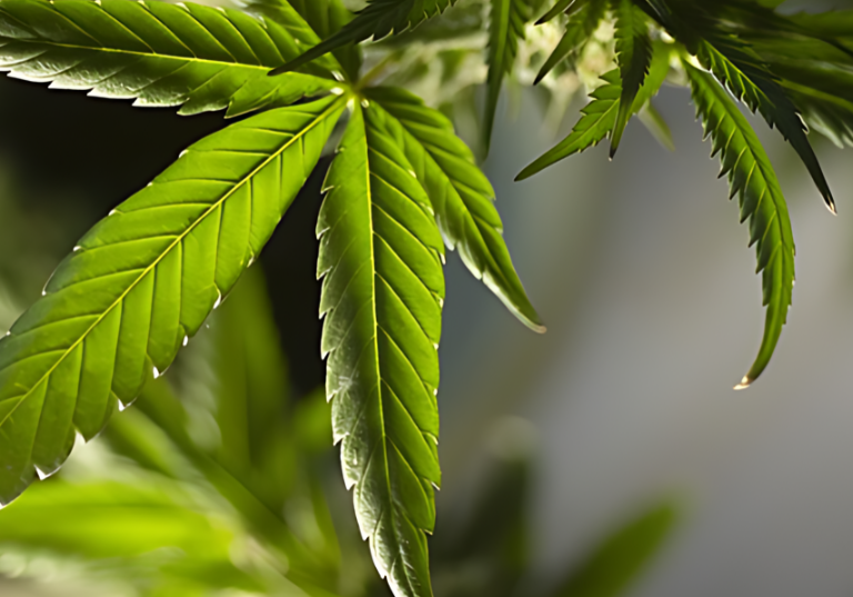 Top Strategies to Save Cannabis Inventory and Reduce Losses