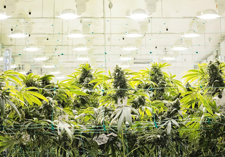 Cannabis Cultivation: Best Areas and Climate Conditions
