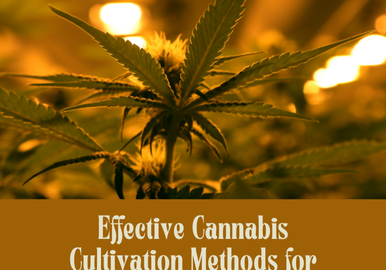 Effective Cannabis Cultivation Methods for Optimal Yields