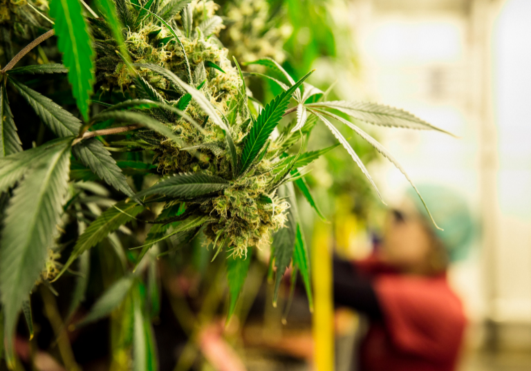 Cannabis Flowering 101: Essential Tips and Techniques