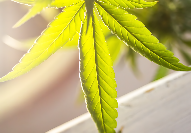 Cannabis and Workers' Compensation During the Opioid Crisis