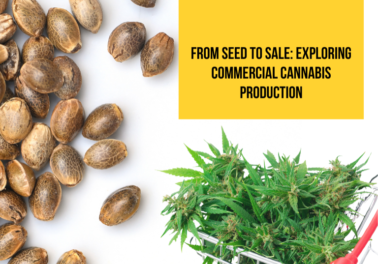 From Seed to Sale: Exploring Commercial Cannabis Production