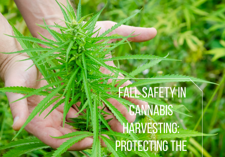 Fall Safety in Cannabis Harvesting: Protecting the Workforce