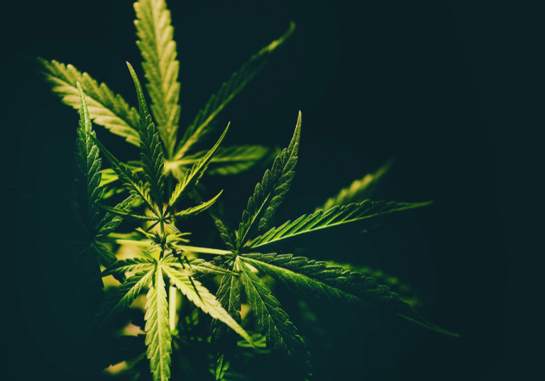 Medical vs. Recreational Cannabis: Employee Health Outcomes