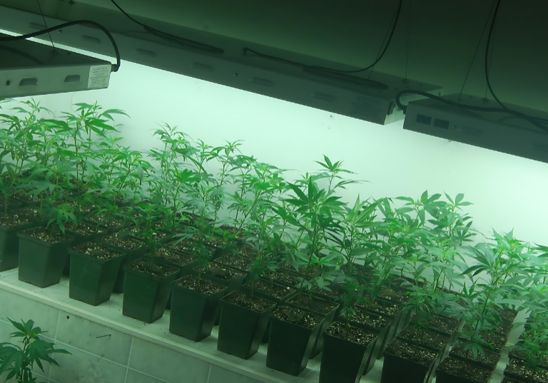 Methodological Issues in Medical-Grade Cannabis Cultivation