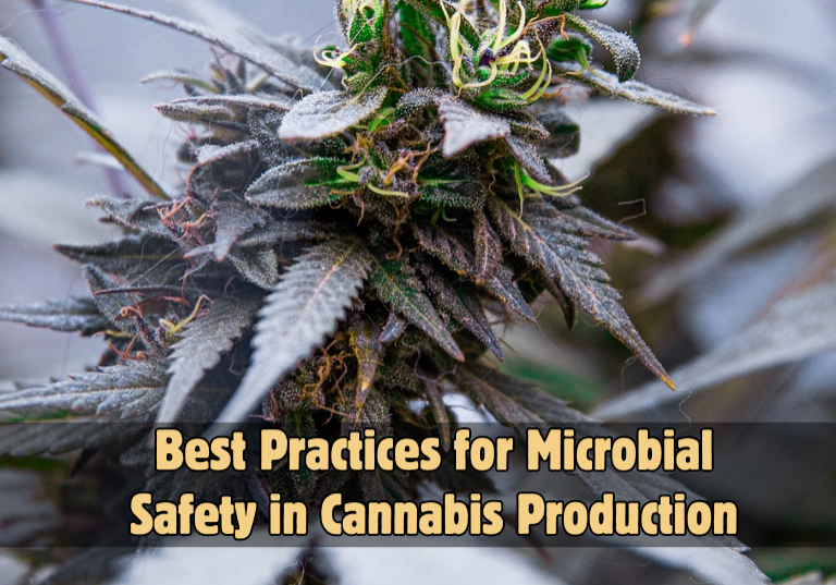Microbial Safety in Cannabis: Essential Practices & Standards