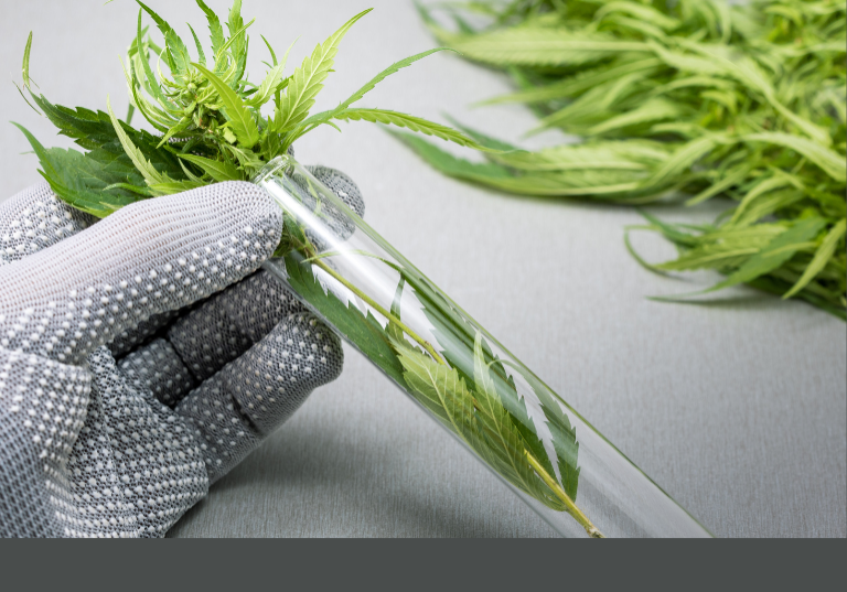 Understanding Cannabis Microbial Testing Regulations
