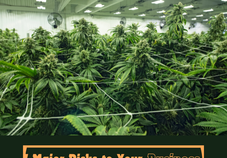 Cannabis Cultivation: 7 Major Risks to Your Business