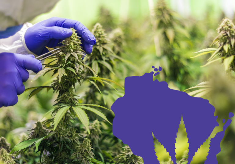Legal Cannabis: Changing P&C Insurance Dynamics