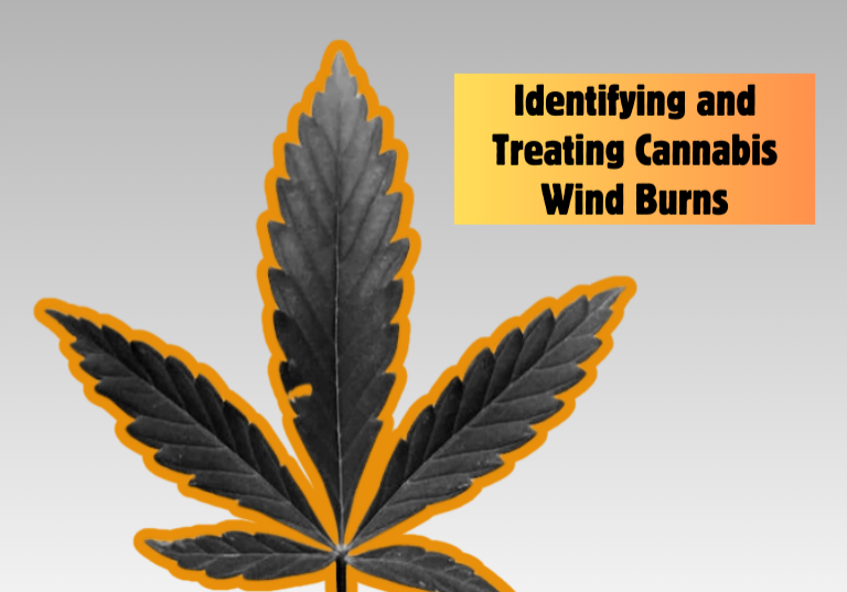Cannabis Wind Burns: Prevention and Treatment Guide