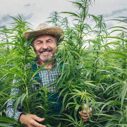 Portrait of smiling senior farmer in hemp field.